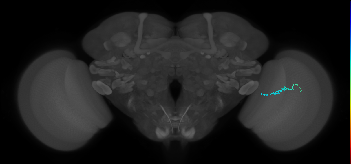 Dm3b_R (JRC_OpticLobe:128617)