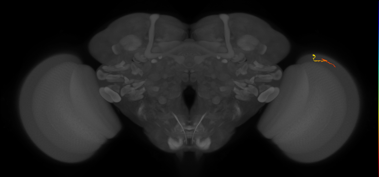 Dm3b_R (JRC_OpticLobe:212005)
