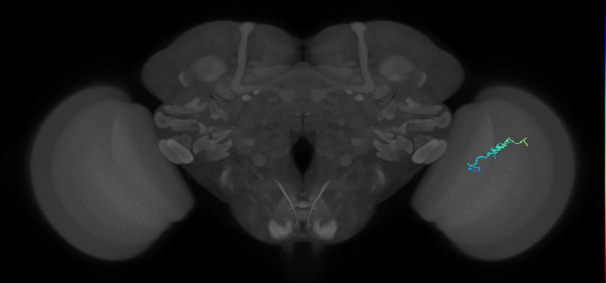 Dm3b_R (JRC_OpticLobe:143916)
