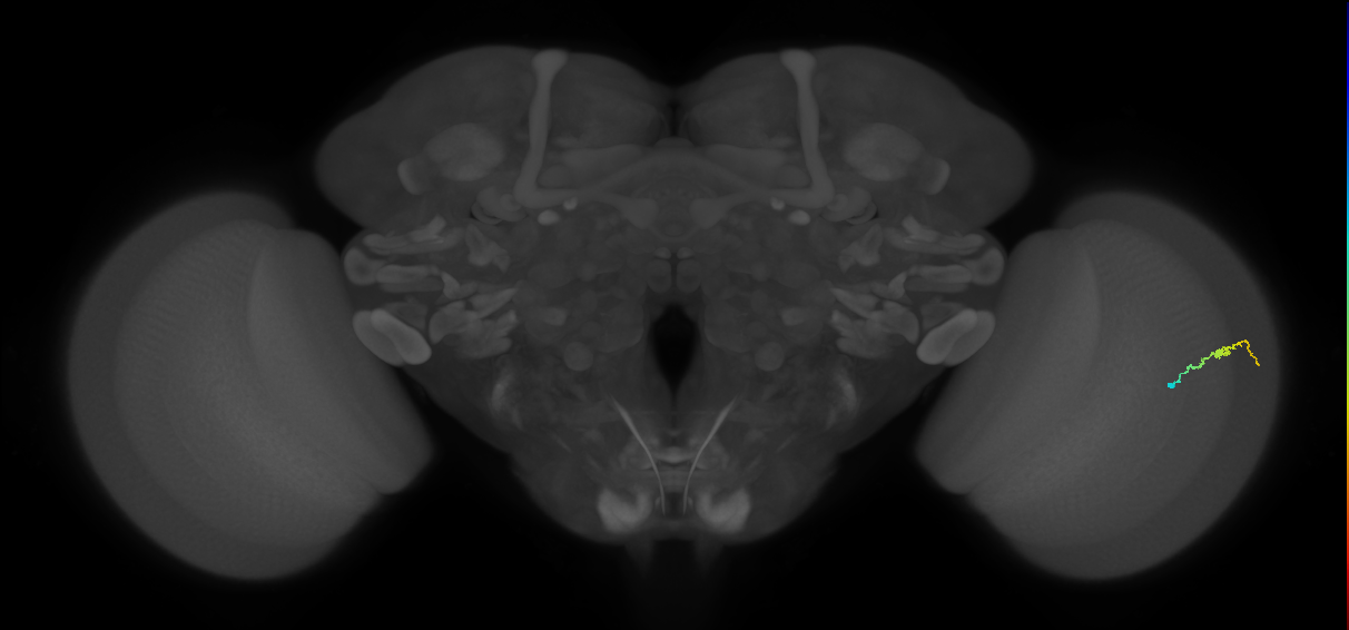 Dm3b_R (JRC_OpticLobe:149995)