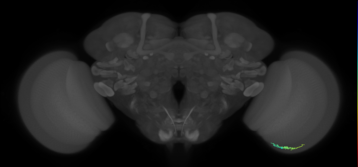 Dm3b_R (JRC_OpticLobe:119380)
