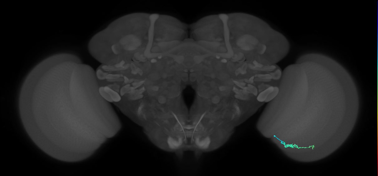 Dm3b_R (JRC_OpticLobe:144097)
