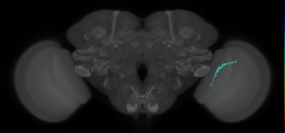 Dm3b_R (JRC_OpticLobe:133378)