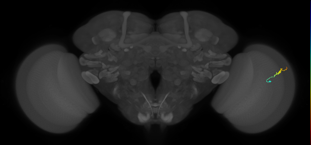 Dm3b_R (JRC_OpticLobe:142444)