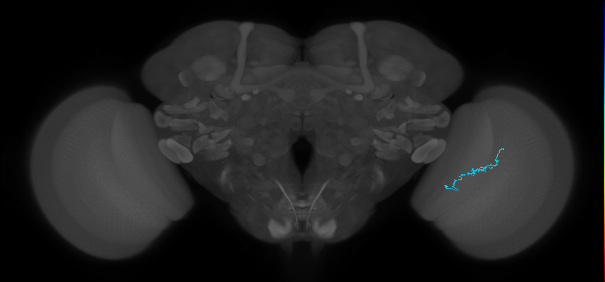 Dm3b_R (JRC_OpticLobe:146924)
