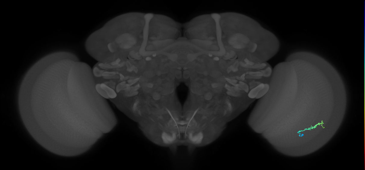 Dm3b_R (JRC_OpticLobe:127245)