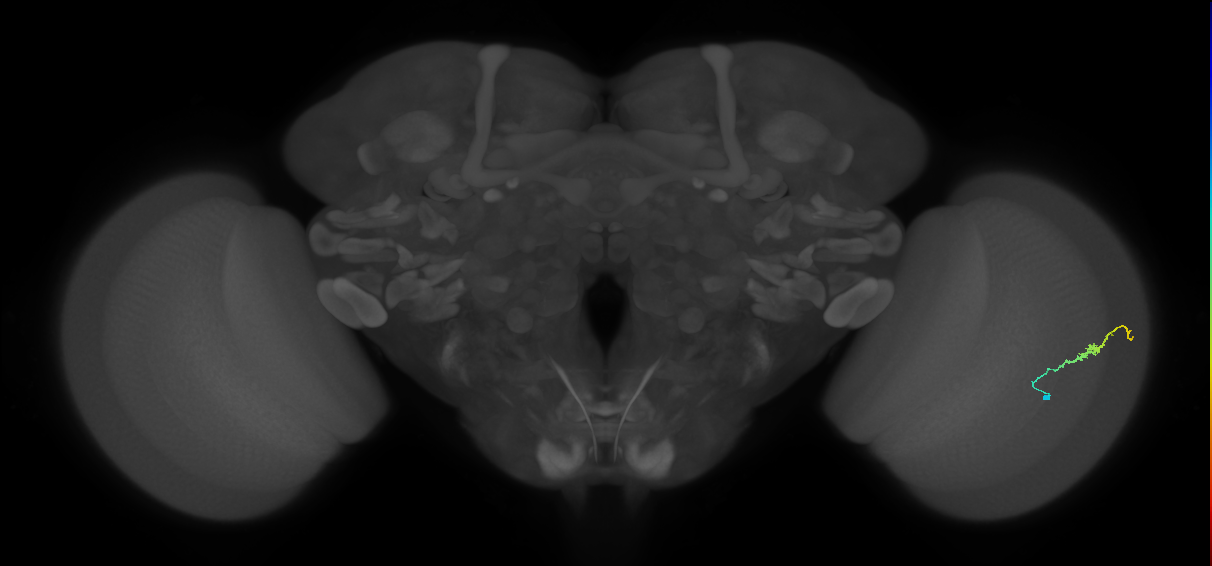 Dm3b_R (JRC_OpticLobe:121684)