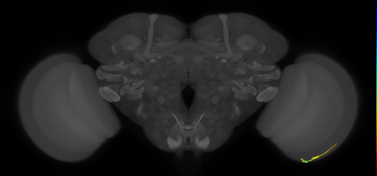 Dm3b_R (JRC_OpticLobe:141637)