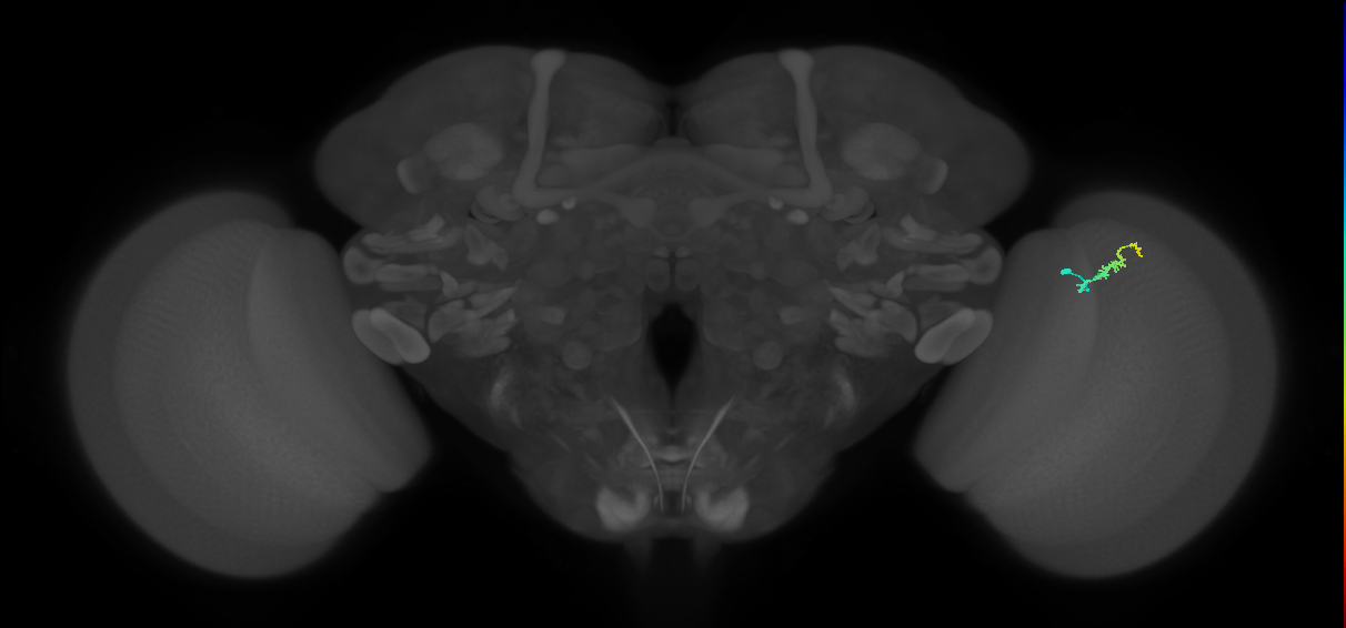 Dm3b_R (JRC_OpticLobe:159597)