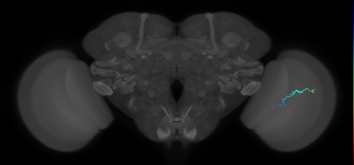 Dm3b_R (JRC_OpticLobe:150120)