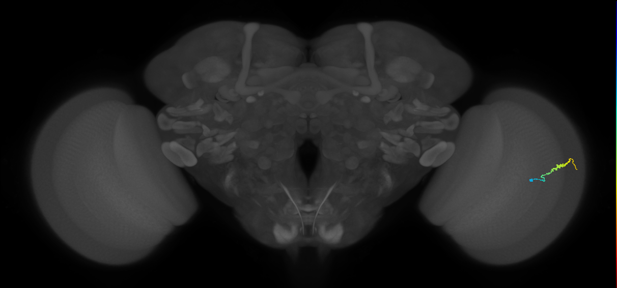 Dm3b_R (JRC_OpticLobe:136332)