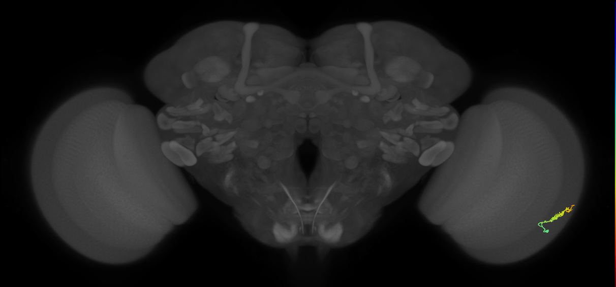 Dm3b_R (JRC_OpticLobe:116020)