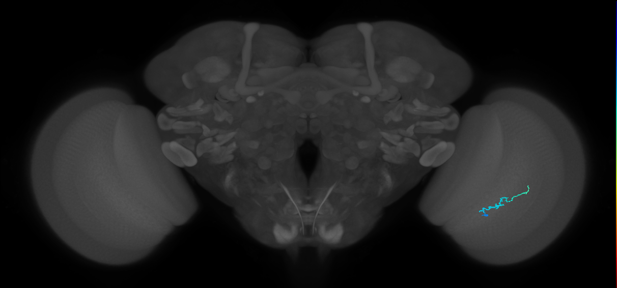 Dm3b_R (JRC_OpticLobe:148878)
