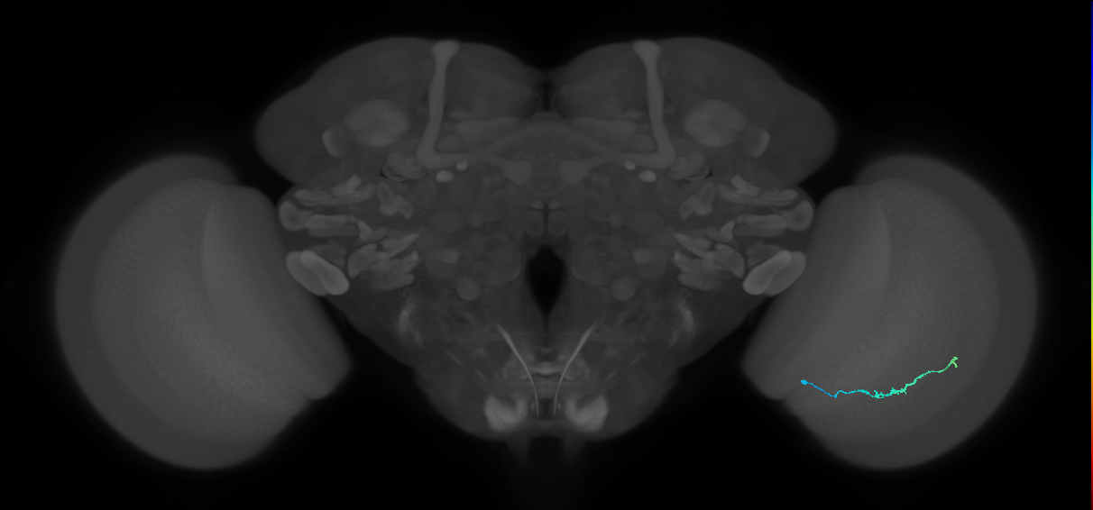Dm3b_R (JRC_OpticLobe:144058)