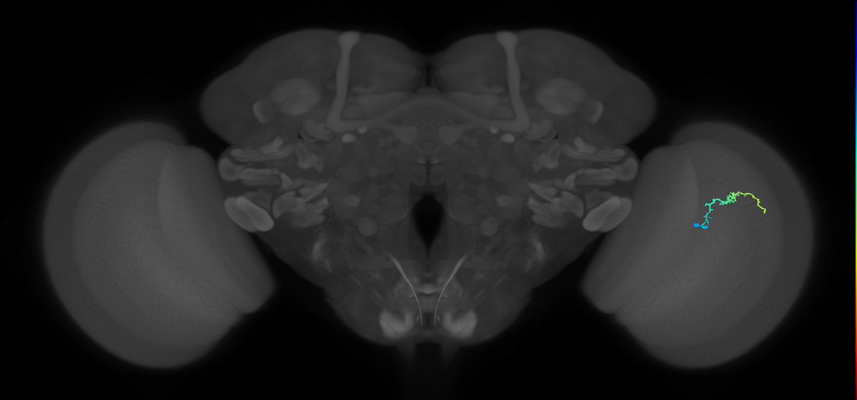 Dm3b_R (JRC_OpticLobe:150861)
