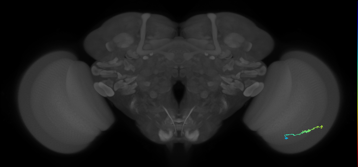 Dm3b_R (JRC_OpticLobe:129523)