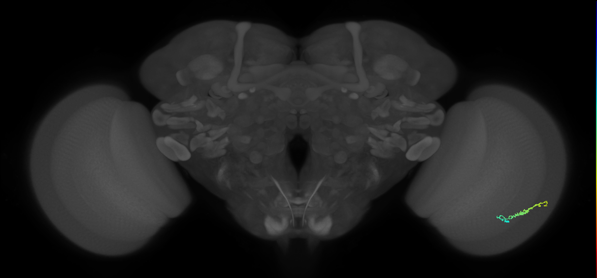 Dm3b_R (JRC_OpticLobe:110307)