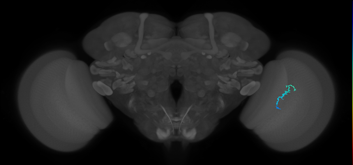 Dm3b_R (JRC_OpticLobe:139523)