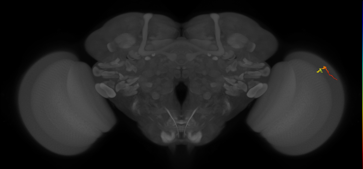 Dm3b_R (JRC_OpticLobe:134797)
