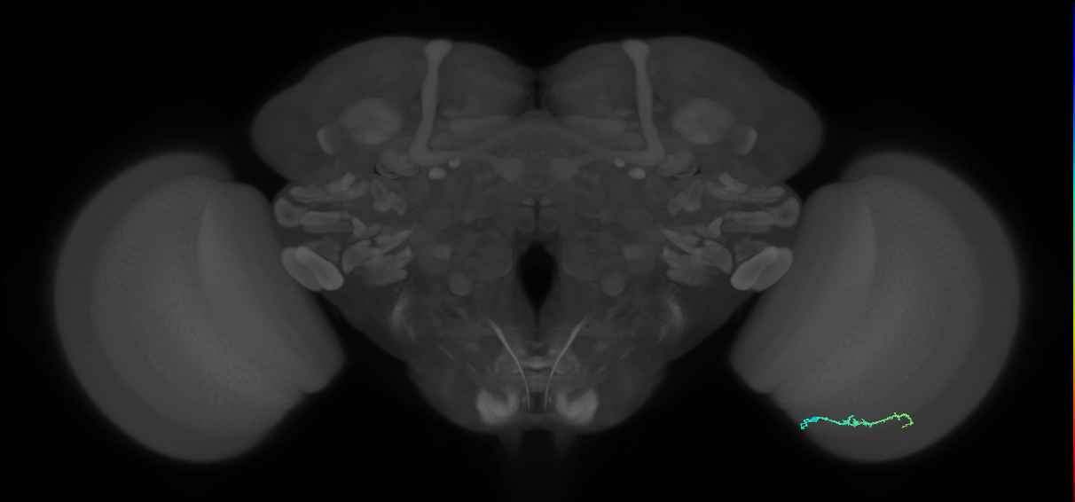 Dm3b_R (JRC_OpticLobe:133631)
