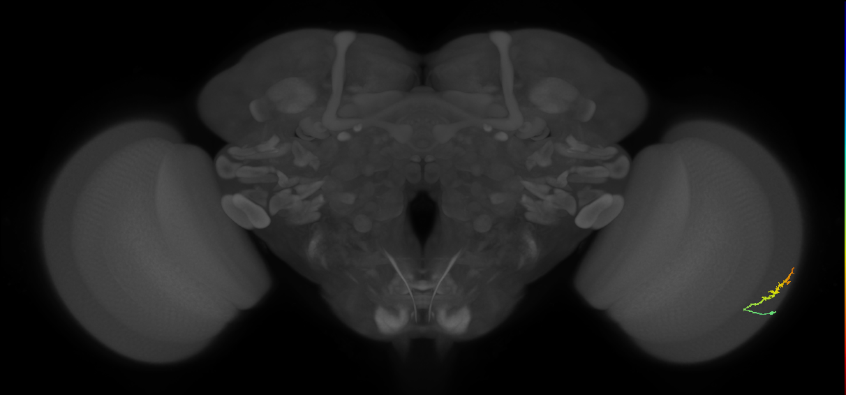 Dm3b_R (JRC_OpticLobe:106450)