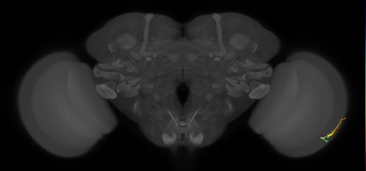 Dm3b_R (JRC_OpticLobe:109364)