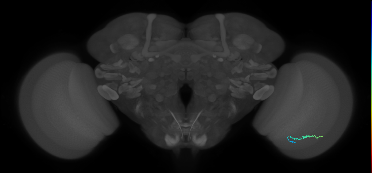 Dm3b_R (JRC_OpticLobe:124804)