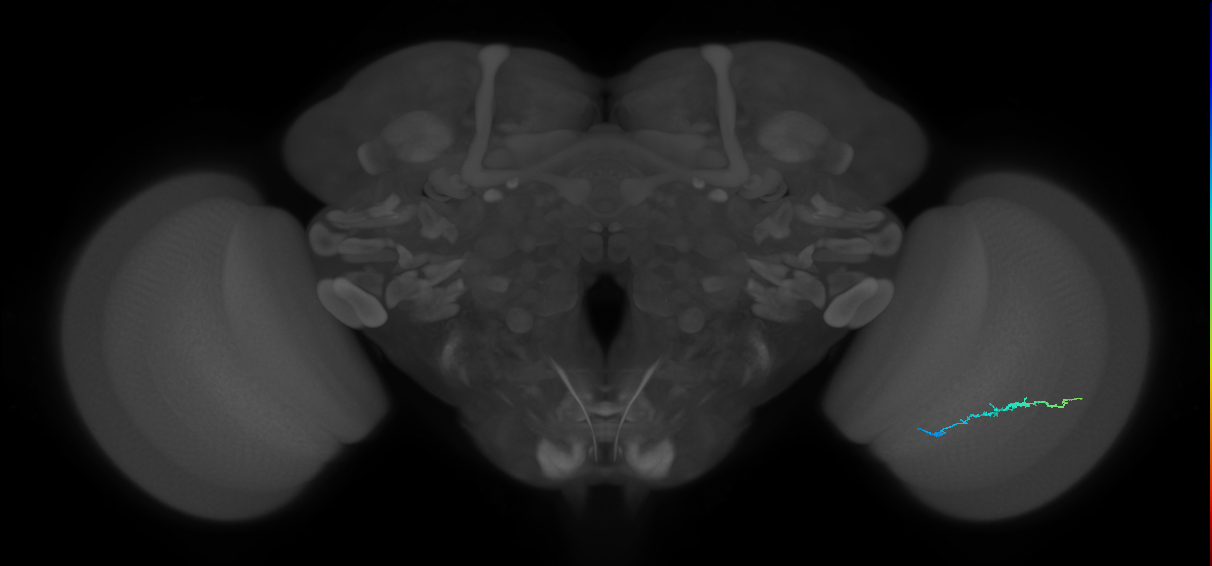 Dm3b_R (JRC_OpticLobe:139320)