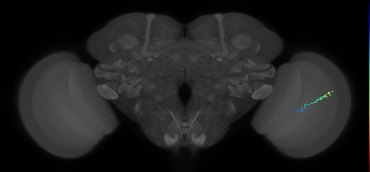 Dm3b_R (JRC_OpticLobe:133482)