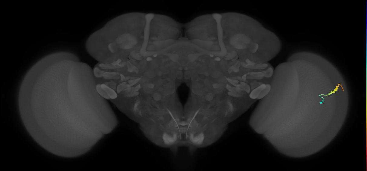 Dm3b_R (JRC_OpticLobe:132282)
