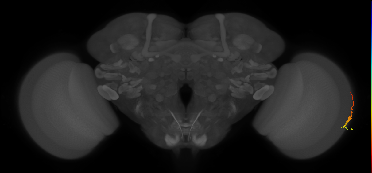 Dm3b_R (JRC_OpticLobe:116119)