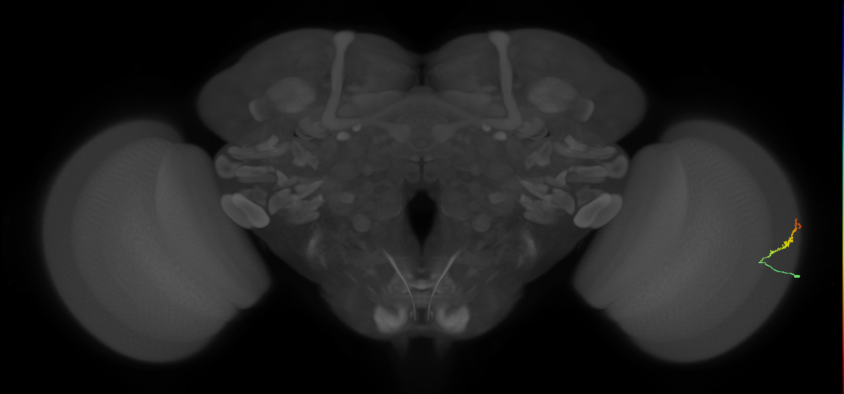 Dm3b_R (JRC_OpticLobe:132706)