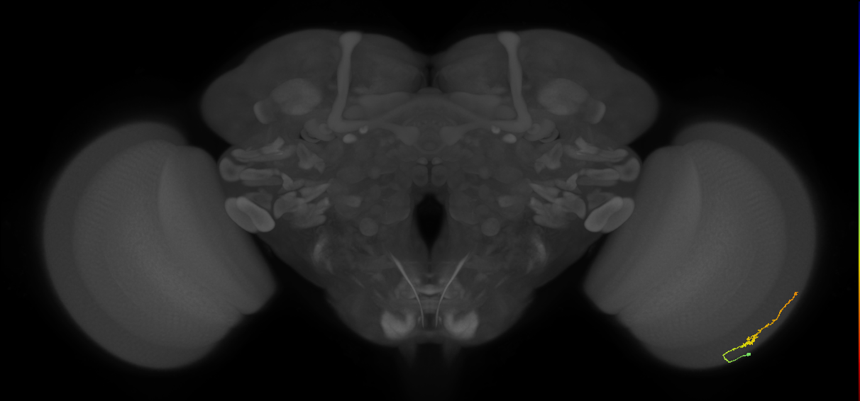 Dm3b_R (JRC_OpticLobe:124729)