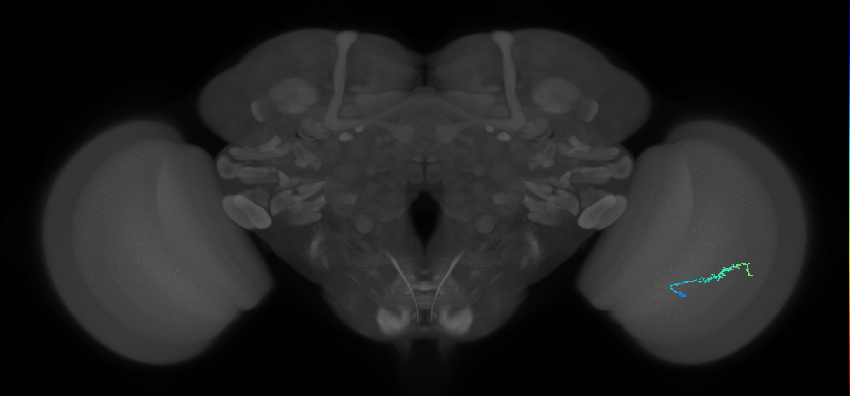 Dm3b_R (JRC_OpticLobe:136911)