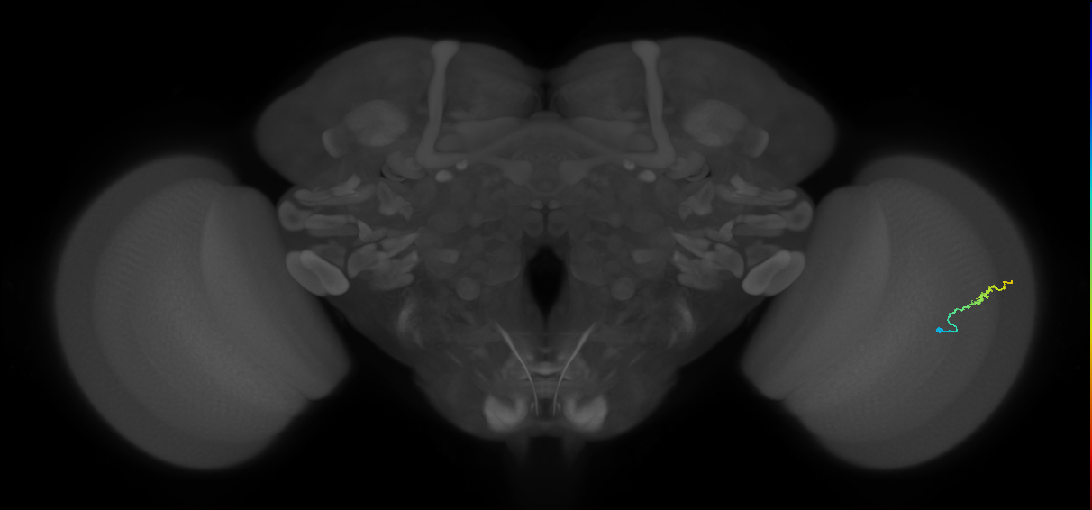 Dm3b_R (JRC_OpticLobe:134356)