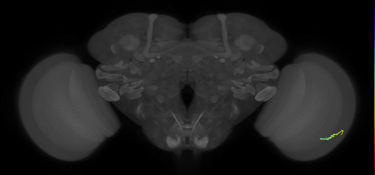 Dm3b_R (JRC_OpticLobe:174080)