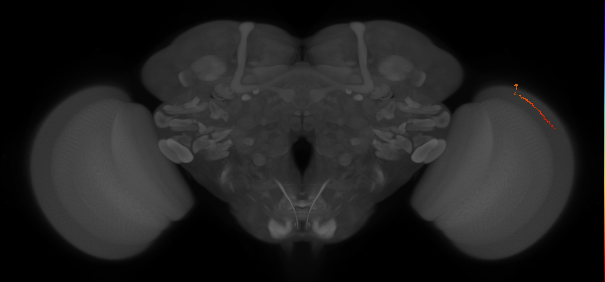 Dm3b_R (JRC_OpticLobe:168309)