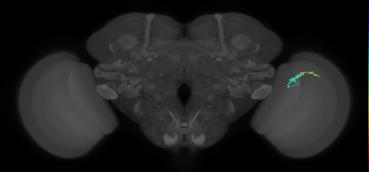 Dm3b_R (JRC_OpticLobe:130045)