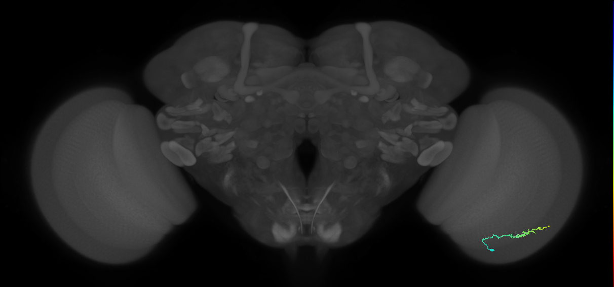 Dm3b_R (JRC_OpticLobe:118263)
