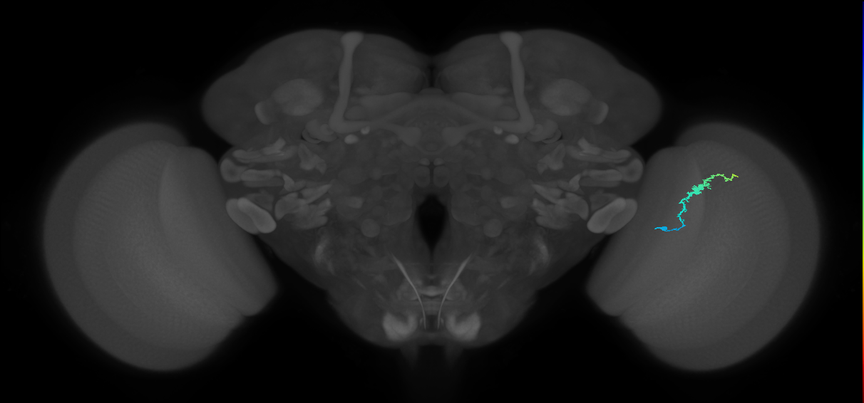 Dm3b_R (JRC_OpticLobe:121537)