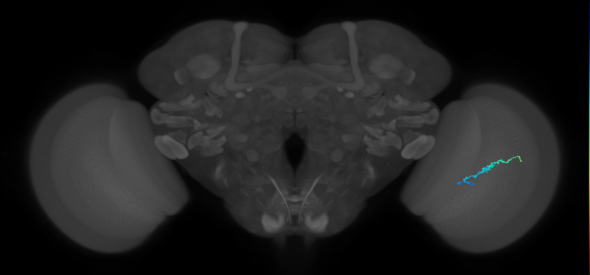 Dm3b_R (JRC_OpticLobe:139730)