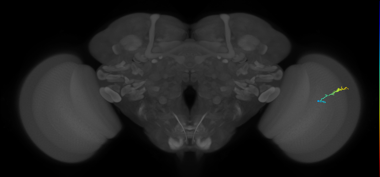 Dm3b_R (JRC_OpticLobe:147311)