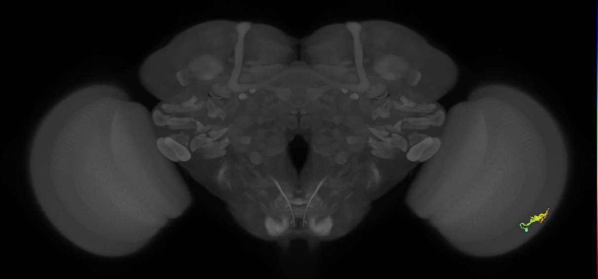 Dm3b_R (JRC_OpticLobe:103627)
