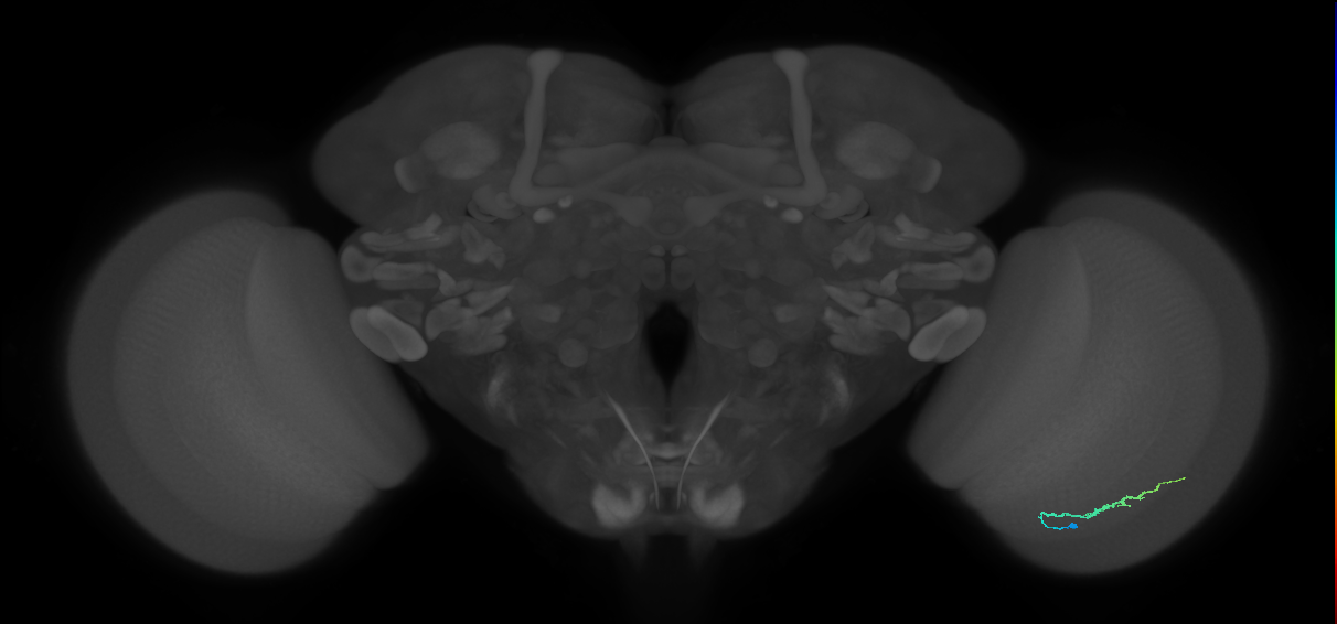 Dm3b_R (JRC_OpticLobe:145303)
