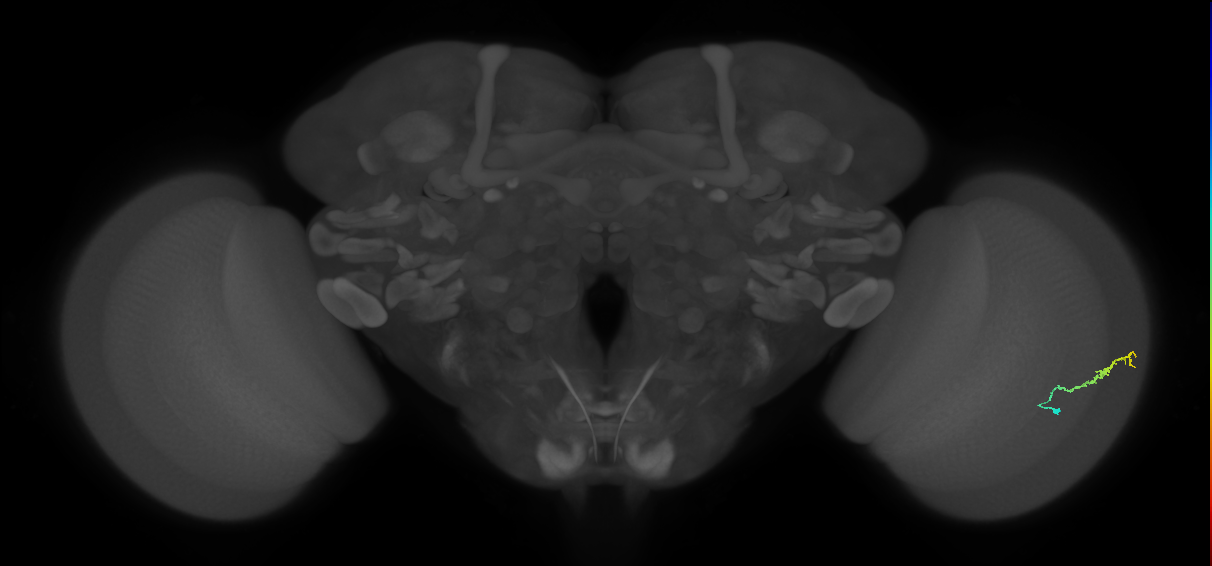Dm3b_R (JRC_OpticLobe:120000)