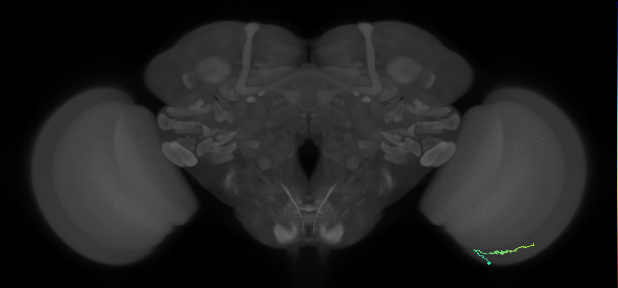 Dm3b_R (JRC_OpticLobe:139480)