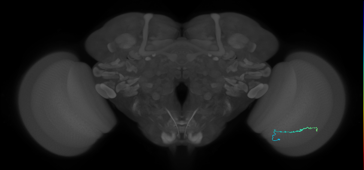 Dm3b_R (JRC_OpticLobe:128425)