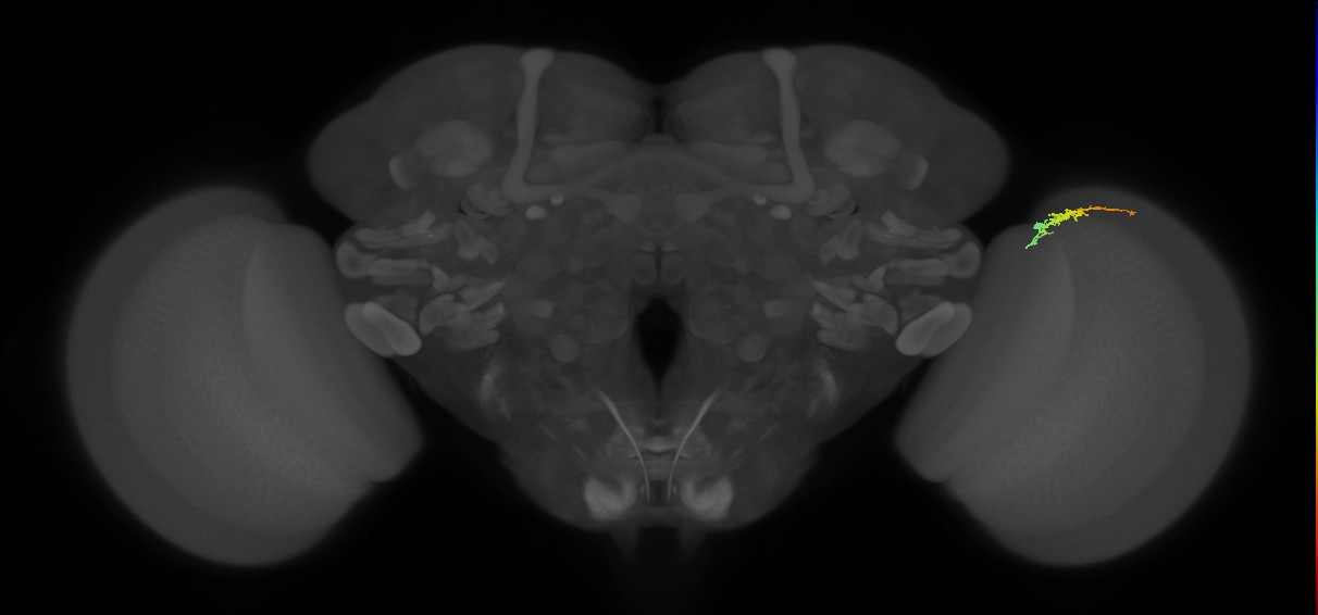 Dm3b_R (JRC_OpticLobe:132115)