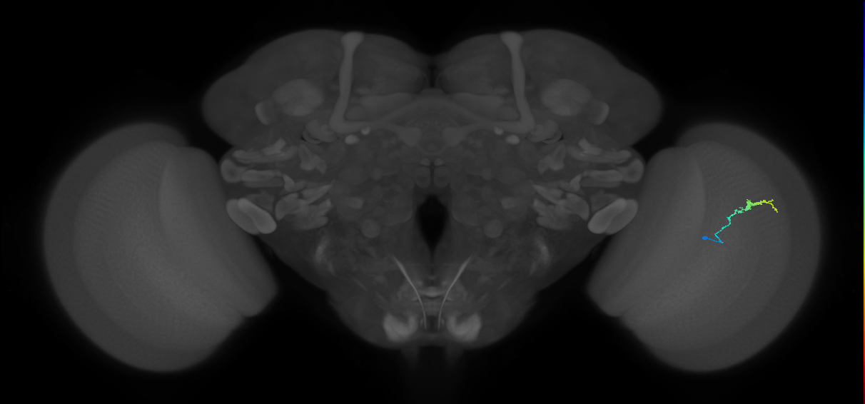 Dm3b_R (JRC_OpticLobe:146708)