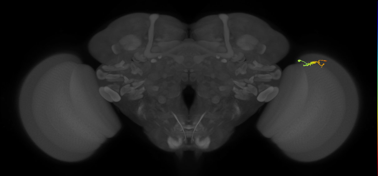 Dm3b_R (JRC_OpticLobe:139651)